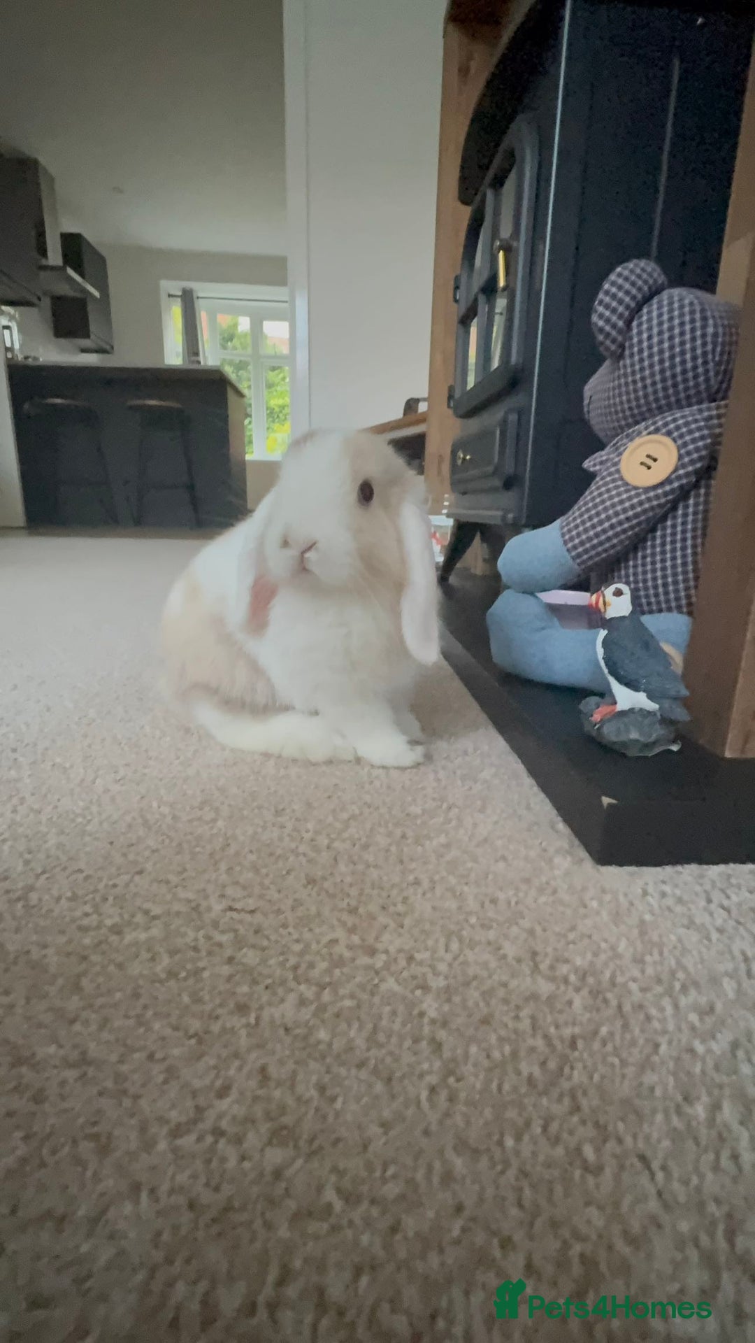 Mini Lop rabbits for sale: Mini lop buck - Image 5