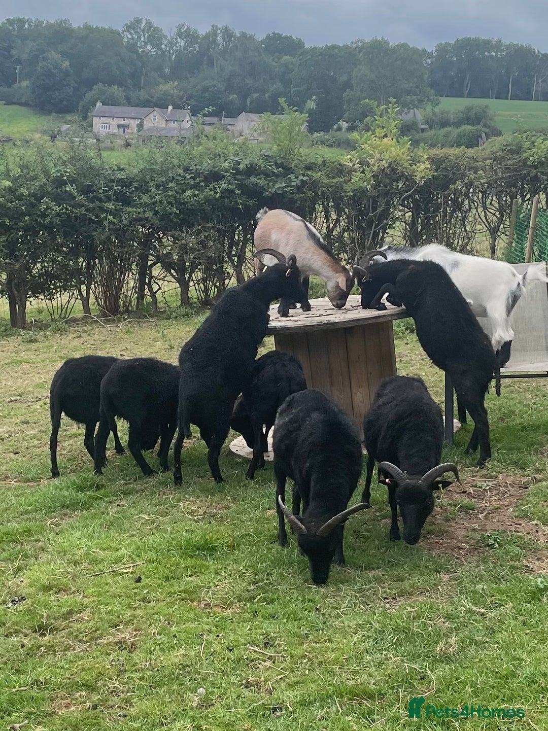Sheep livestock for sale: CROSSBRED LAMBS   - Image 6
