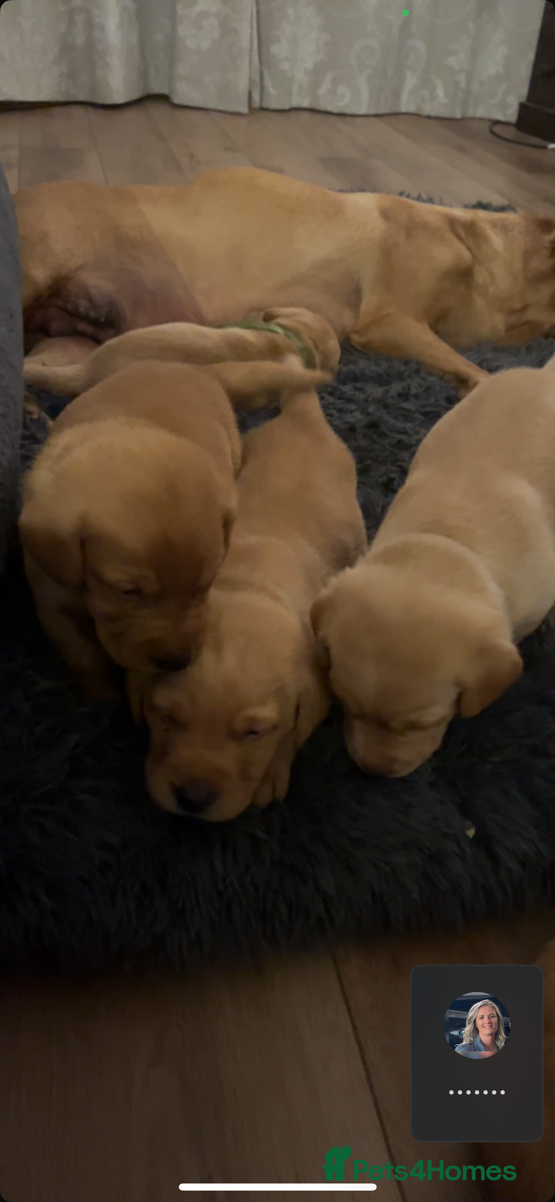 Labrador Retriever dogs for sale: Beautiful fox red puppies  - Advert 11