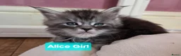 Maine Coon cats for sale: Mainecoon Kittens Tica Reg - Advert 15