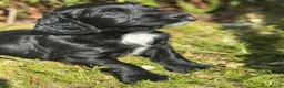 Cocker Spaniel dogs for sale: Excellent Litter of KC reg Working Cocker Spaniels in Doncaster - Advert 19