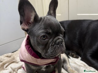 French Bulldog dogs KC REG FRENCH BULLDOG PUPPY - Advert 2