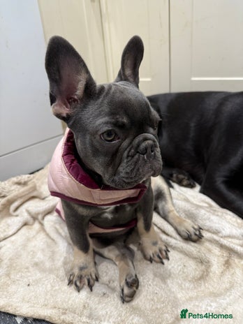 French Bulldog dogs - Advert 5