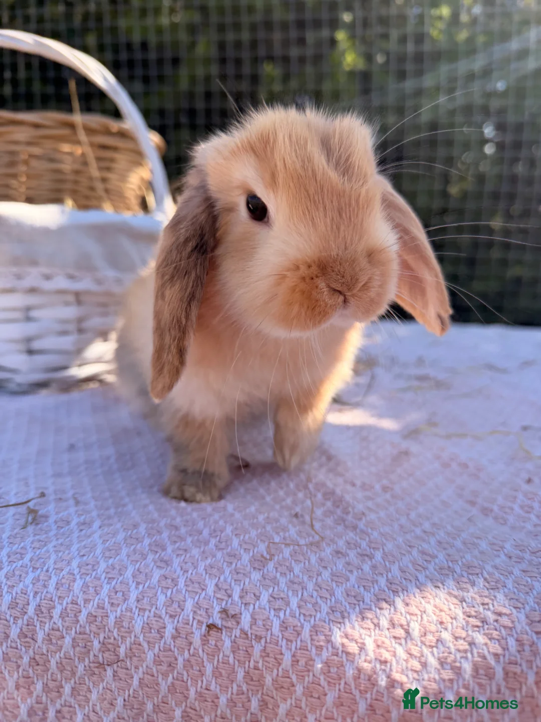 Mini Lop rabbits for sale:  Gorgeous mini Lop babies  - Advert 2