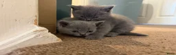 British Shorthair cats for sale: Kitens will be ready for 17 June  - Advert 5