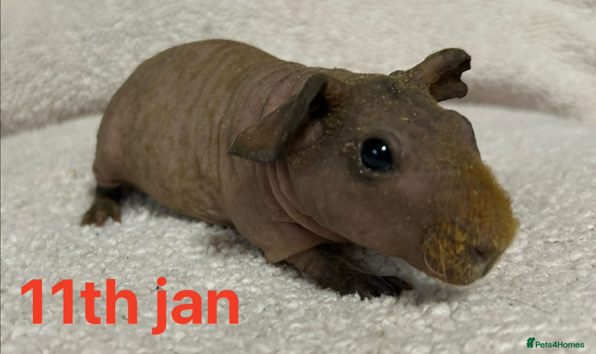 Guinea Pig rodents Skinny Pig Boars. Ready to Leave/Reserve Now.  - Advert 6