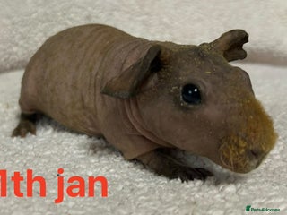 Guinea Pig rodents Skinny Pig Boars. Ready to Leave/Reserve Now. - Advert 6