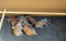 Whippet dogs for sale: 2 Super Smart Whippet boys available - Image 8