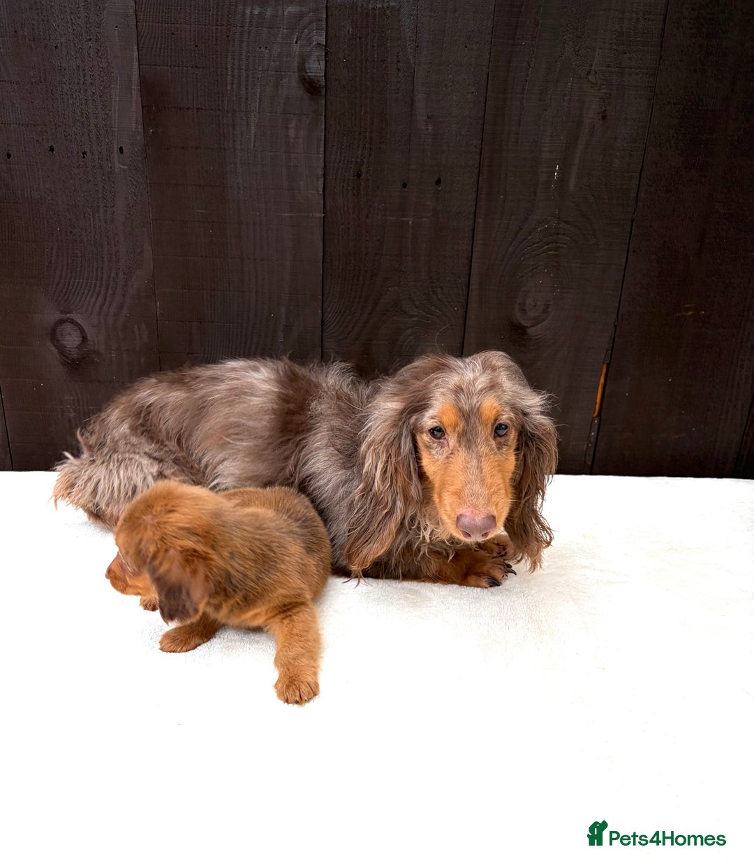Miniature Dachshund dogs for sale: Dachshund puppy only 1 Boy still available  - Advert 32