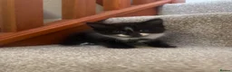 Mixed Breed cats for sale: 3 nice kittens for sale - Advert 3