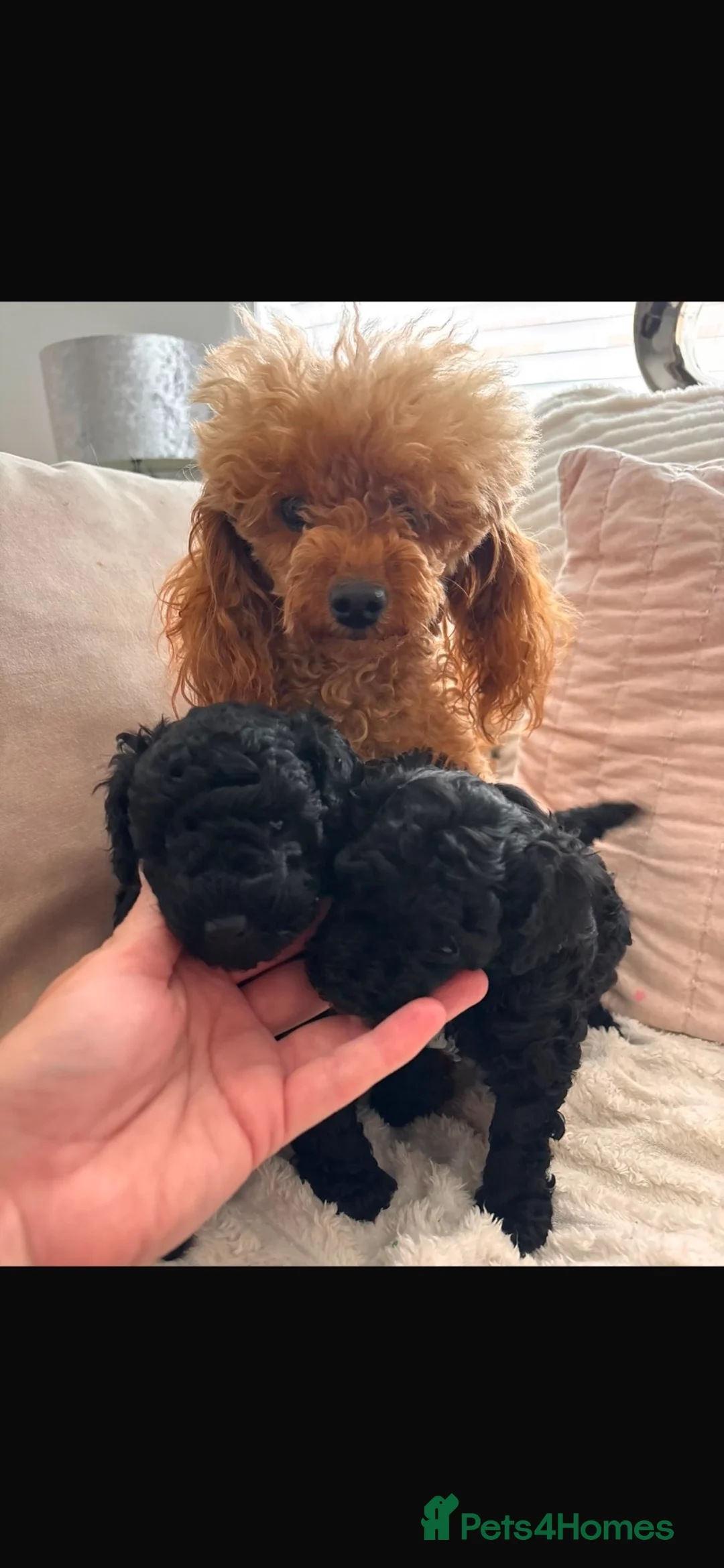 Toy Poodle dogs for sale: READY NOW solid black KC Toy poodle Girl - Advert 2