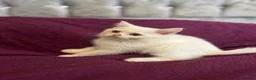 British Shorthair cats for sale: Gccf British Shorthair kittens  - Advert 7