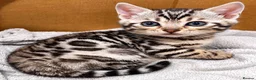 Bengal cats for sale: Stunning Silver Bengal Boy – TICA Reg Litter - Advert 10