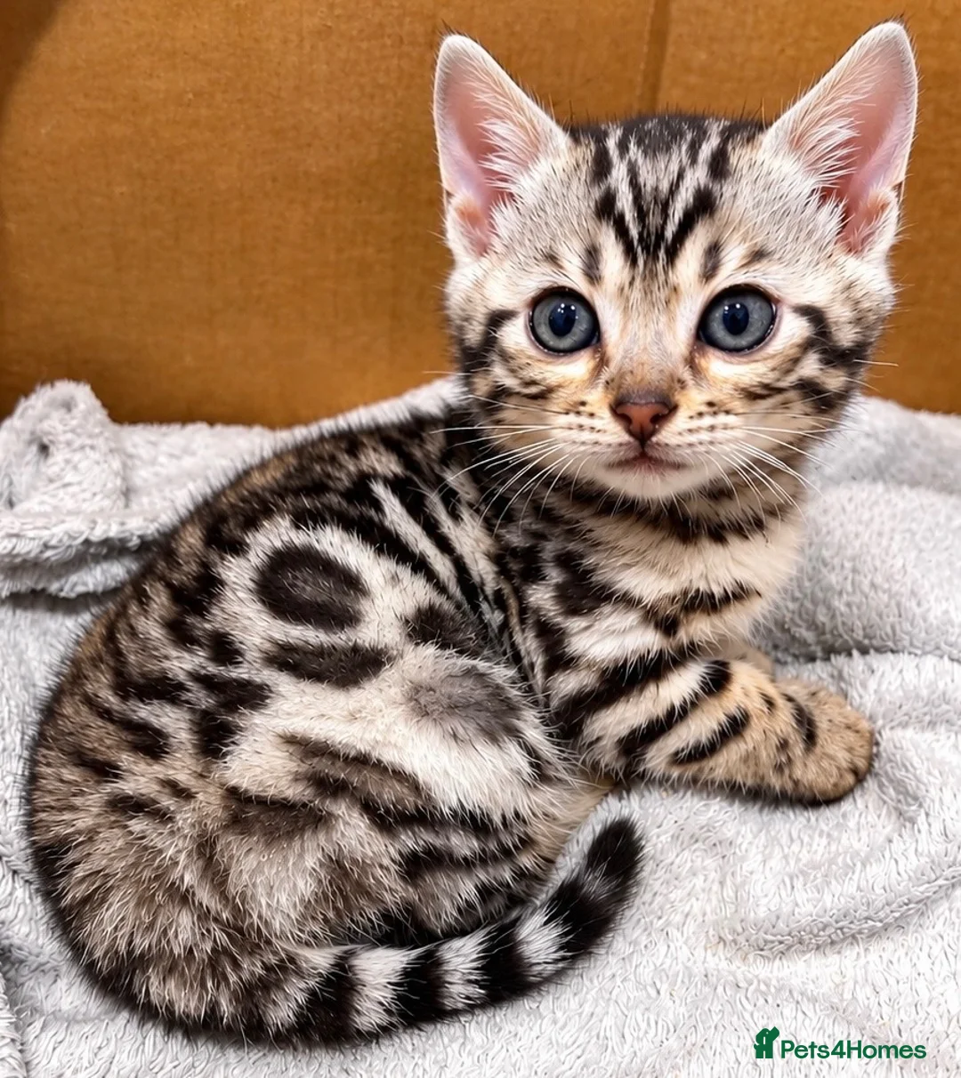 Bengal cats for sale: Stunning Silver Bengal Boy – TICA Reg Litter - Advert 10