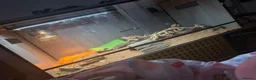 Bearded Dragon reptiles for sale: Female bearded dragon  - Advert 2