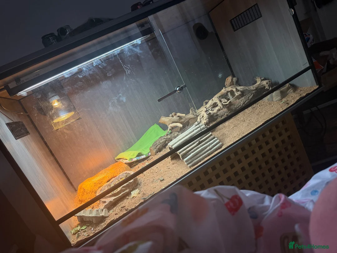 Bearded Dragon reptiles for sale: Female bearded dragon  - Advert 2