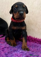 Dobermann dogs - Advert 3