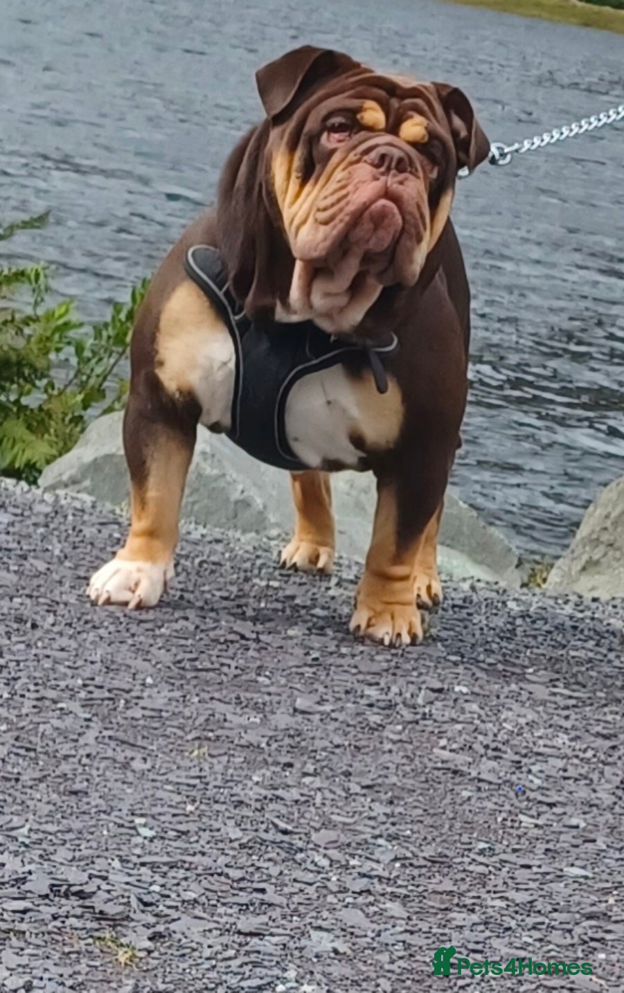 English Bulldog dogs Bulldog Stud - Advert 1