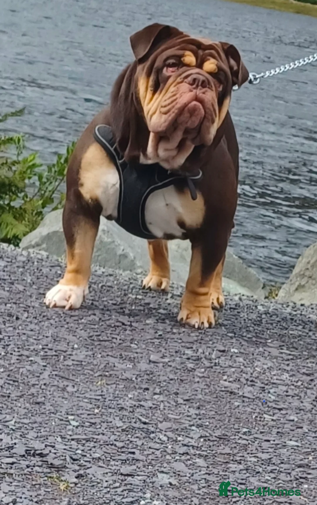 English Bulldog dogs for stud: Bulldog Stud - Advert 1