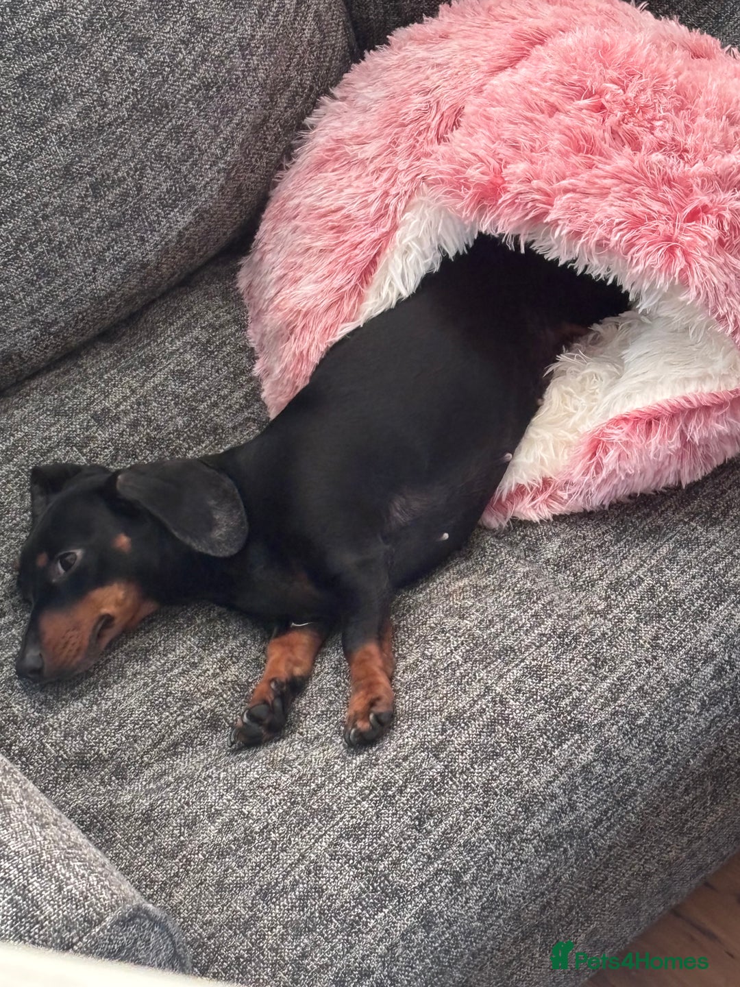 Miniature Dachshund dogs for sale: Miniature dachshund spooky - Advert 3