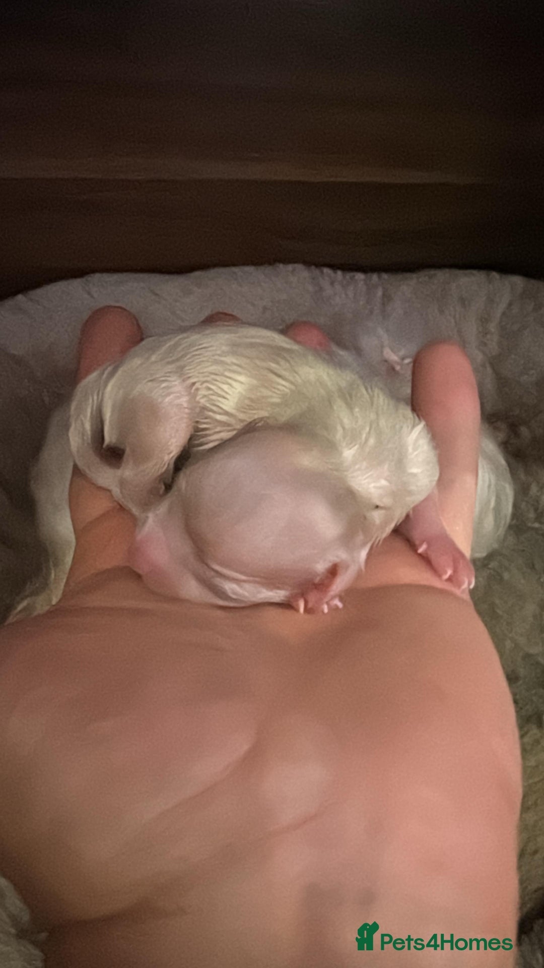 Maltese dogs for sale: Purebred Maltese Puppies for Sale - Image 5