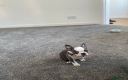 French Bulldog dogs for sale: French Bulldog (Blu) - Image 5