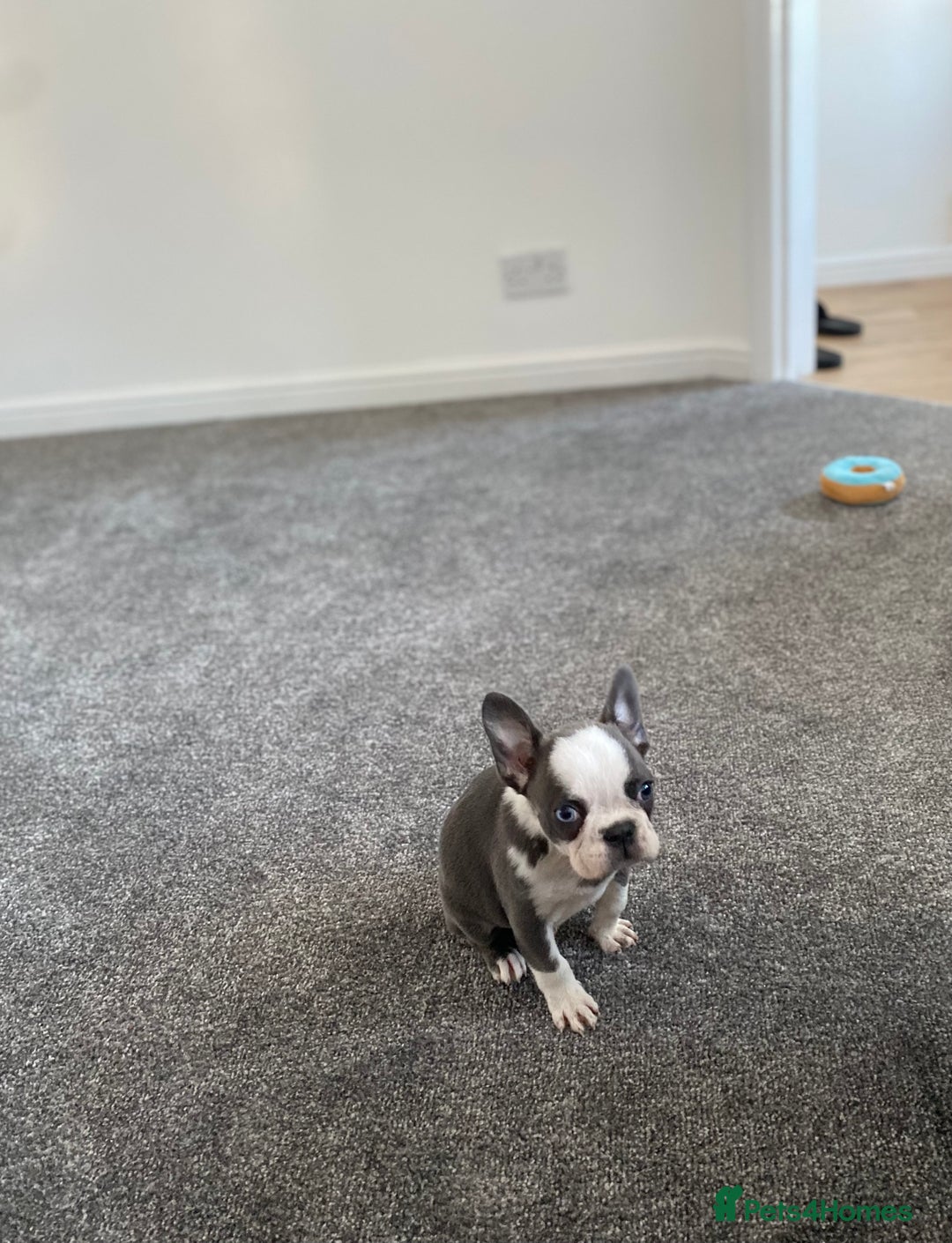 French Bulldog dogs for sale: French Bulldog (Blu) - Image 5