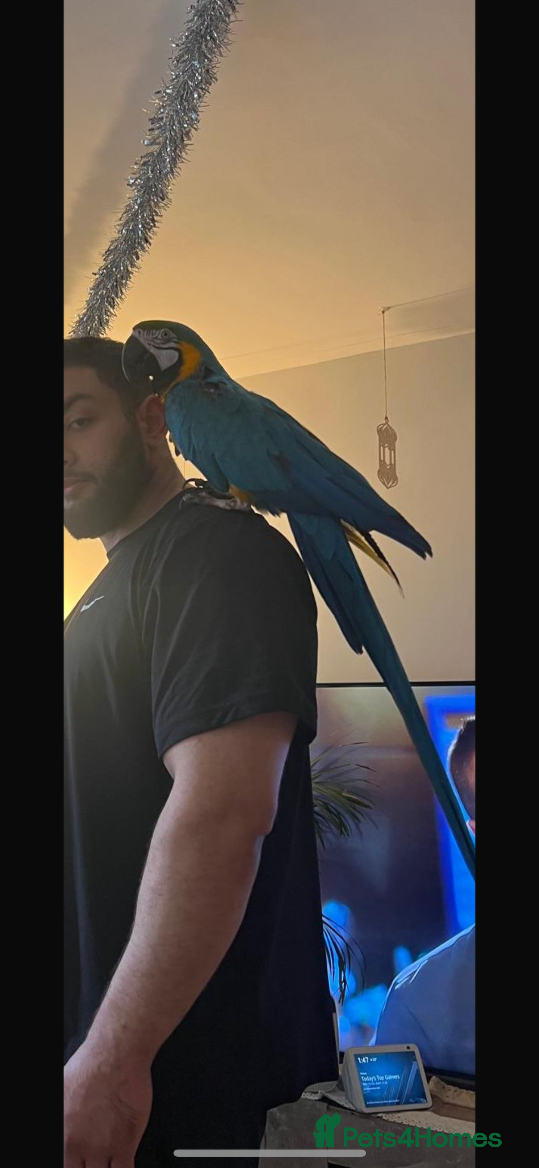 Macaws birds for sale: Male  - Image 2