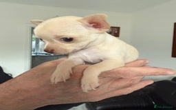 Chihuahua dogs for sale: Kc registered white chihuahua boy. - Image 4