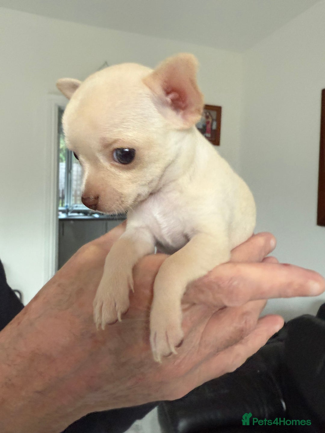 Chihuahua dogs for sale: Kc registered white chihuahua boy. - Image 4