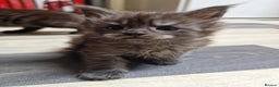 Maine Coon cats for sale: Maincoon kittens  - Advert 9