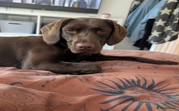 Springador dogs for sale: Beautiful springador girl - Image 1