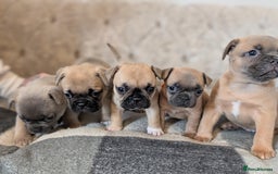 French Bulldog dogs for sale: French bulldog puppy's  - Image 8