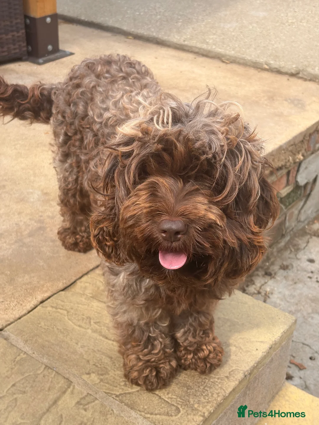 Cockapoo dogs for sale: Beautiful Show Cockapoo F1b - Advert 1