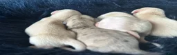 Miniature Dachshund dogs for sale: KC Cream Brindle Smooth Miniature Dachshunds - Advert 3