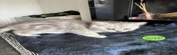British Shorthair cats for sale: Tabby/spotted BSH kittens - Advert 17