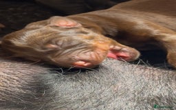 Dobermann dogs for sale: Champion European Doberman Puppies Kc-reg  - Advert 17