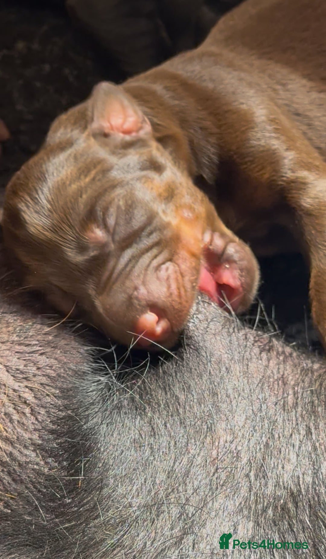 Dobermann dogs for sale: Champion European Doberman Puppies Kc-reg  - Advert 17
