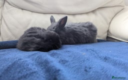 Mini Lop rabbits for sale: Cute mini lops - Image 6