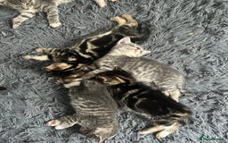 Bengal cats for sale: Gemini grey beauties - Image 16