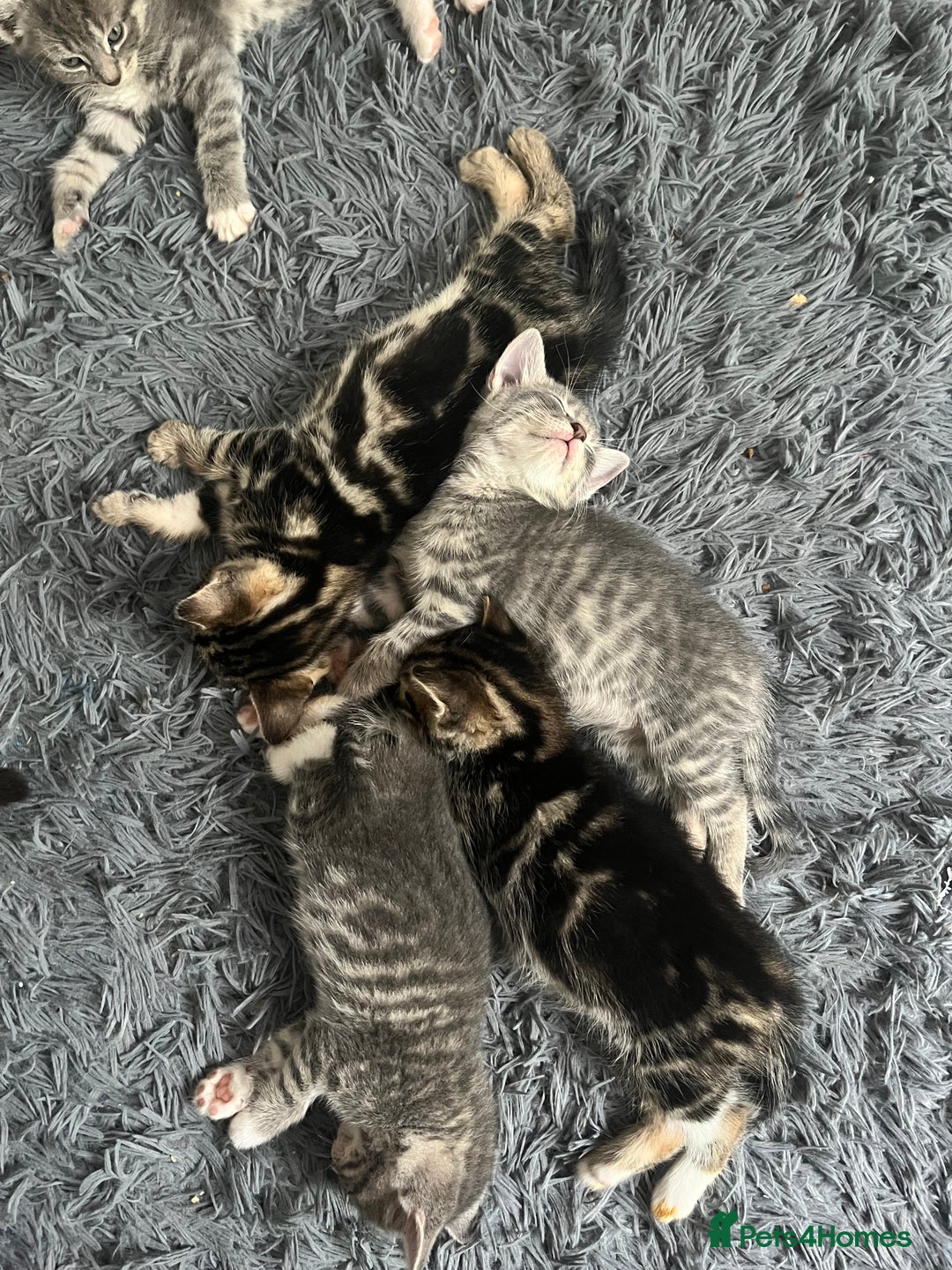 Bengal cats for sale: Gemini grey beauties - Image 16