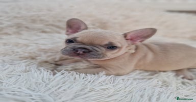 French Bulldog dogs - Advert 15