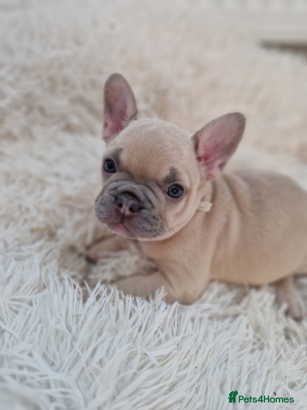French Bulldog dogs for sale: Rosie litter  - Image 3