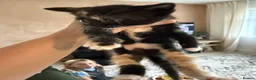 Mixed Breed cats for sale: Kitten’s ready now  in Sale - Advert 5