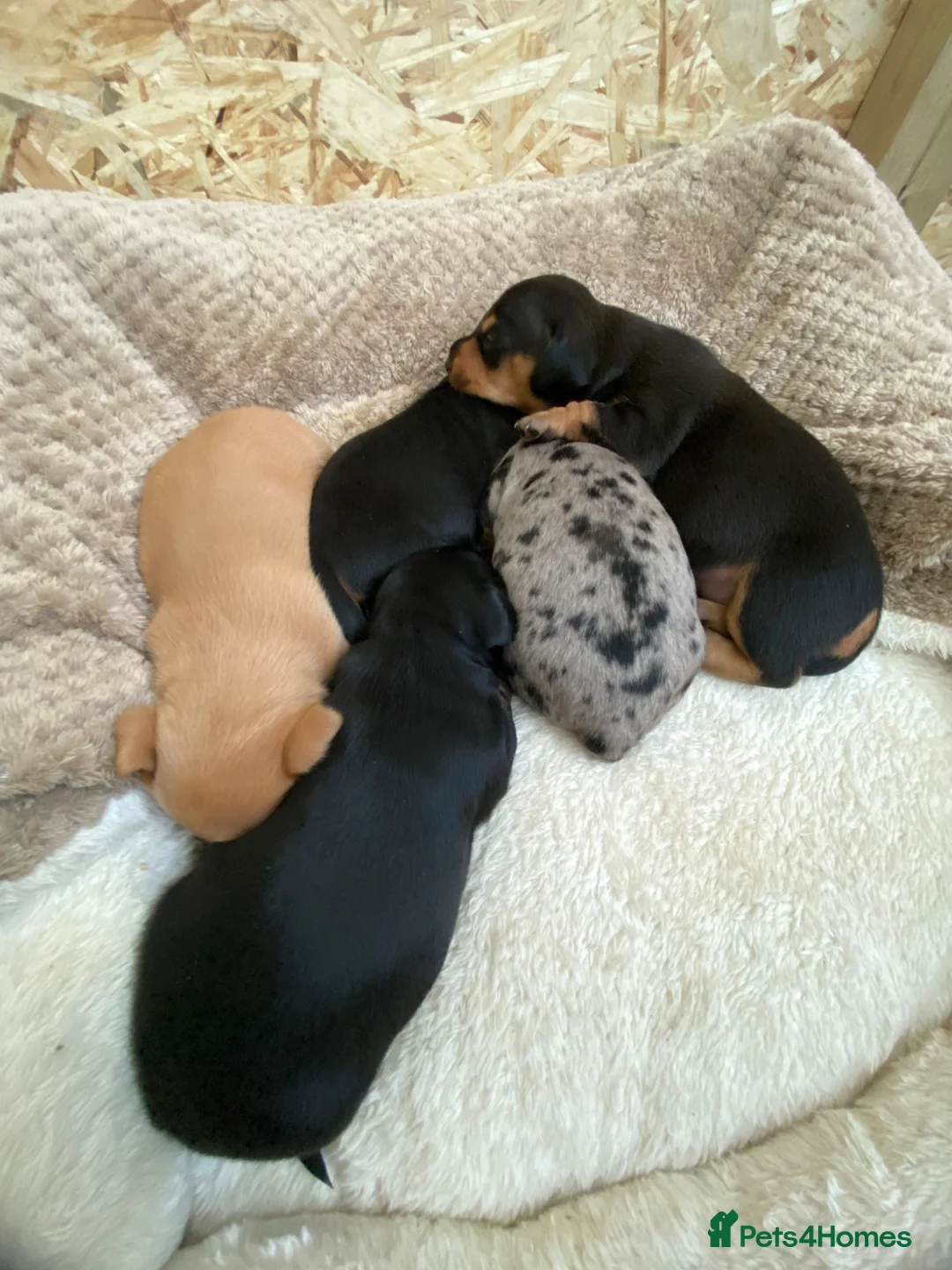 Miniature Dachshund dogs for sale: Stunning miniature dachshund puppies, 2 LEFT!!! - Advert 17