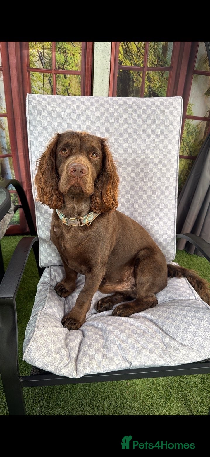 Cocker Spaniel dogs Pilot the chocolate cocker  - Advert 3