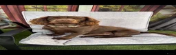Cocker Spaniel dogs for stud: Pilot the chocolate cocker  - Advert 1