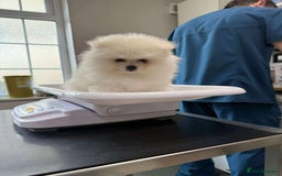 Pomeranian dogs for sale: Adorable Purebred Pomeranian Puppies  - Image 3