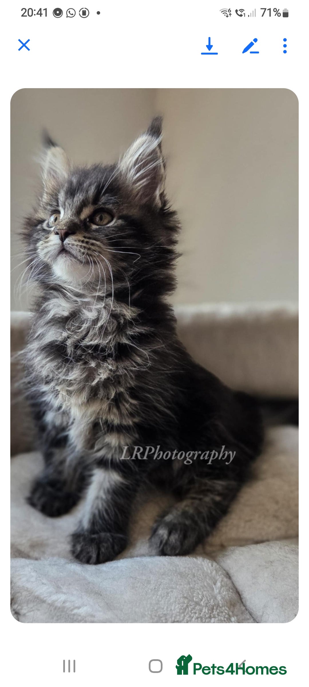 Maine Coon cats for sale: TICA REGISTERED MAINE COONS - Advert 3