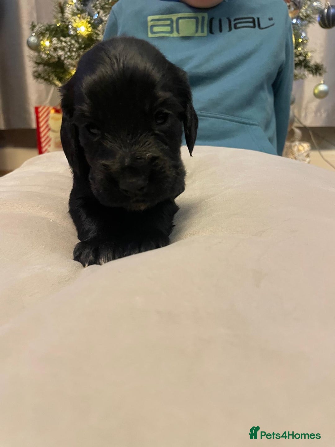 Cocker Spaniel dogs for sale: Cocker Spaniel  - Advert 7